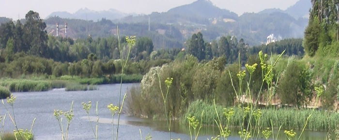 Portada Cardo